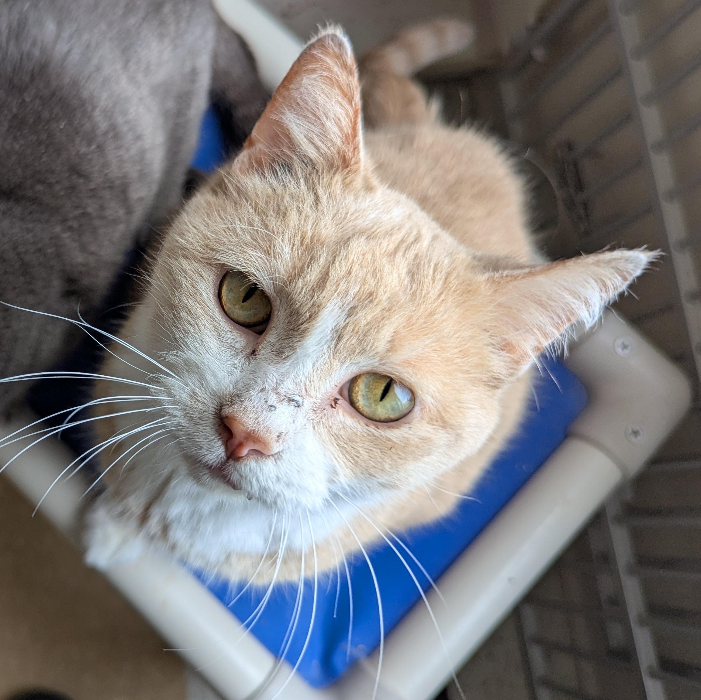 Marlin, an adoptable Domestic Short Hair in Morden, MB, R6M 1Y4 | Photo Image 2