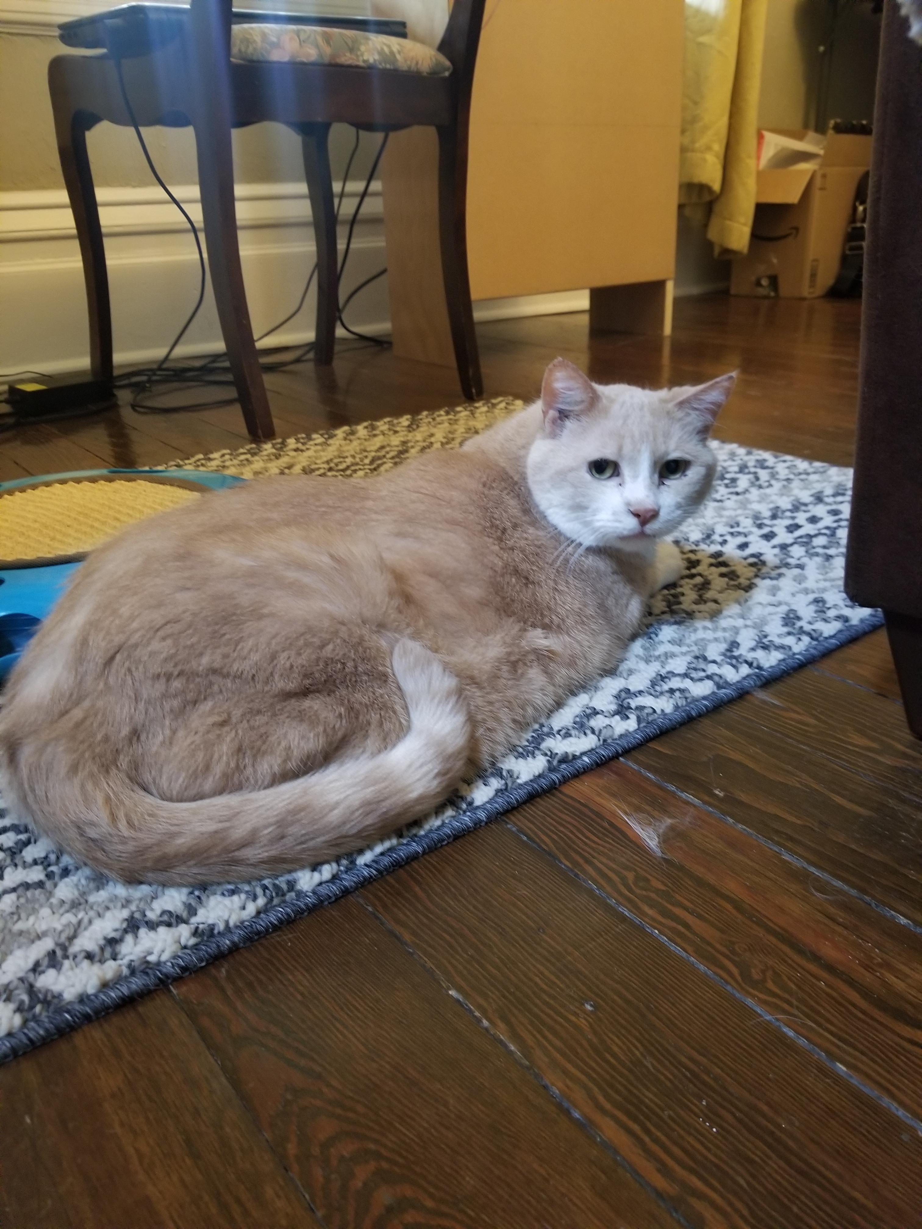 Marlin, an adoptable Domestic Short Hair in Morden, MB, R6M 1Y4 | Photo Image 3