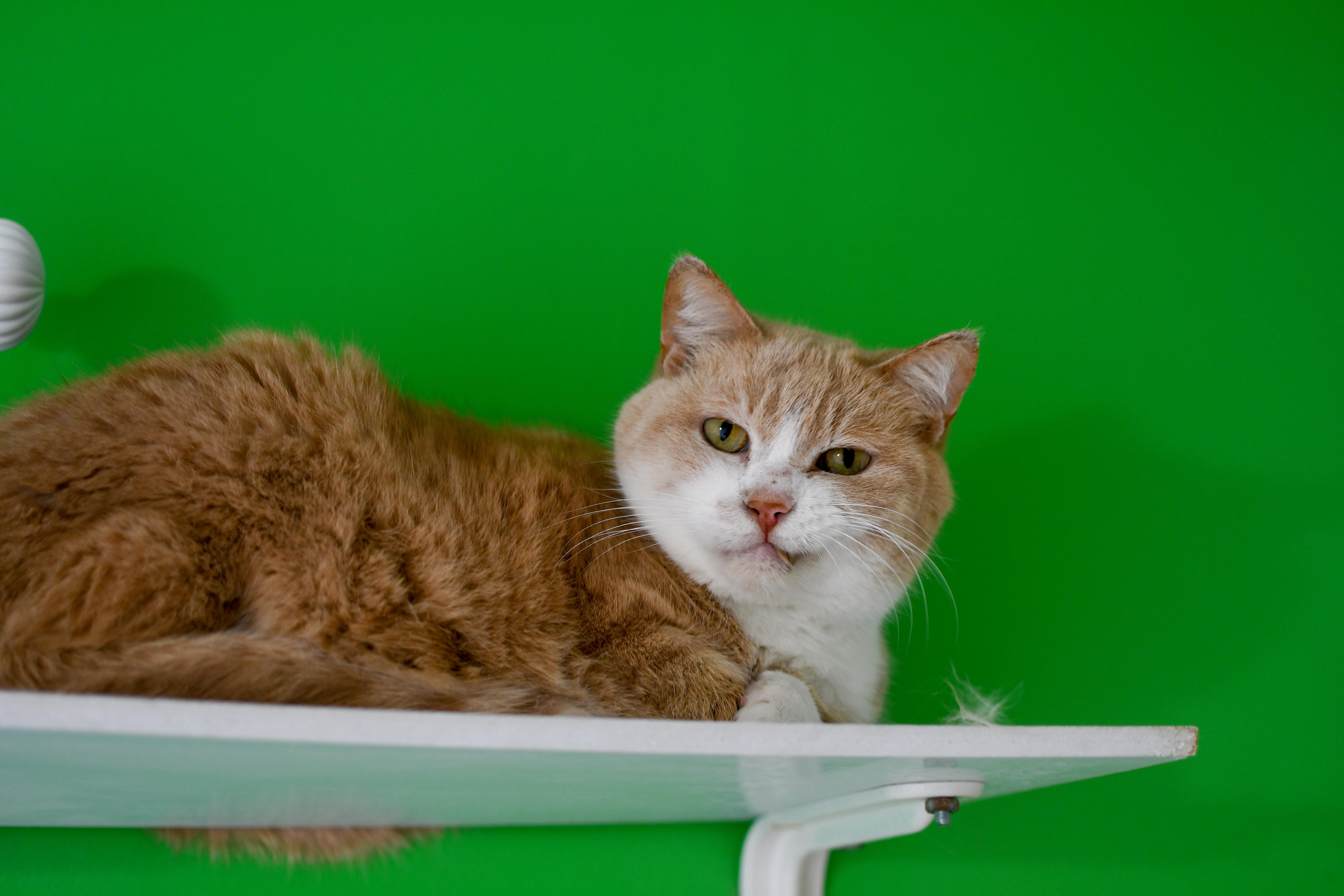 Marlin, an adoptable Domestic Short Hair in Morden, MB, R6M 1Y4 | Photo Image 4