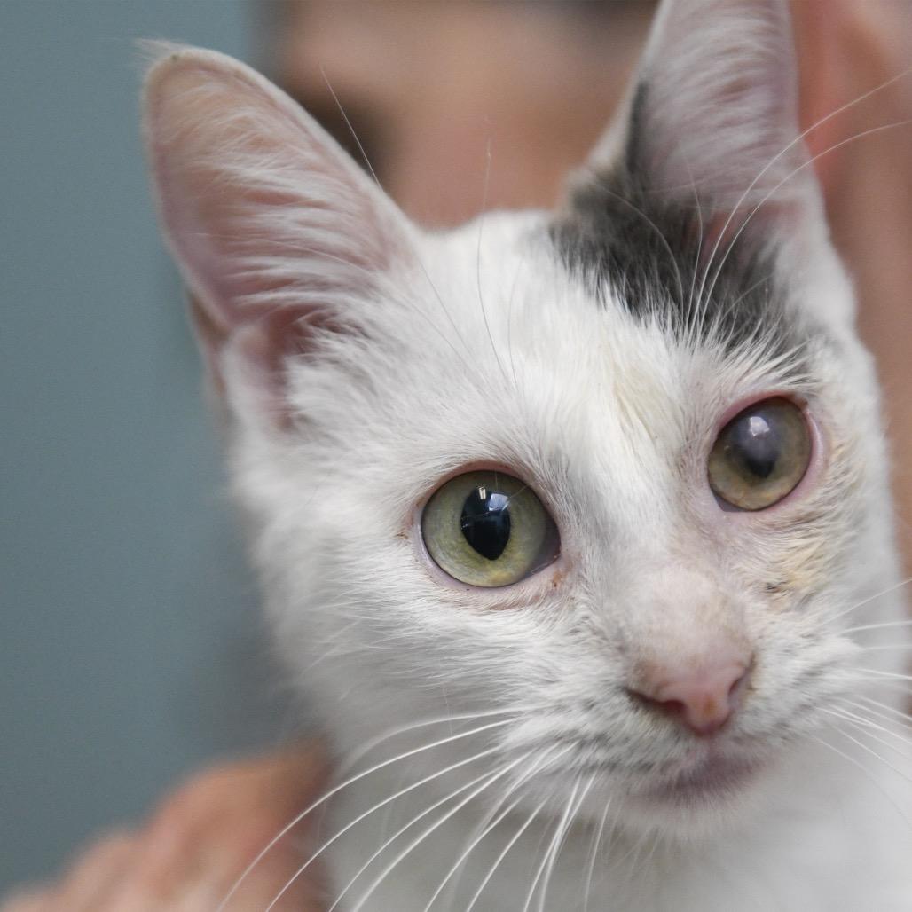 Enlarge Heart, a Adoptable Domestic Medium Hair in Redwood City, CA image 1/3