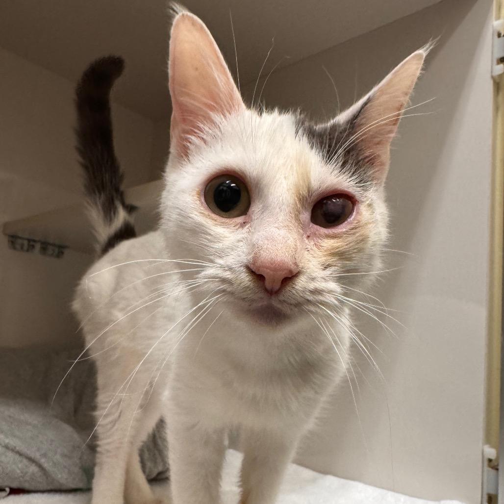 Enlarge Heart, a Adoptable Domestic Medium Hair in Redwood City, CA image 2/3