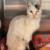 Enlarge Heart, a Adoptable Domestic Medium Hair in Redwood City, CA image 3/3