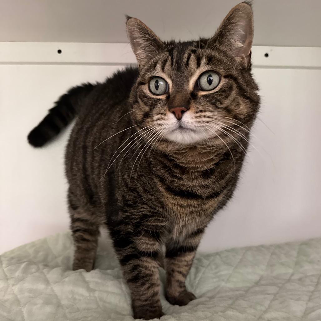 Enlarge Tinkerbell, a Adoptable Domestic Short Hair in Port Angeles, WA image 1/6