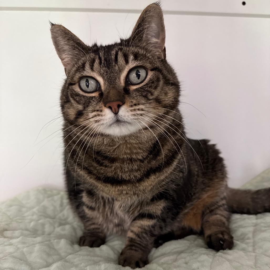 Enlarge Tinkerbell, a Adoptable Domestic Short Hair in Port Angeles, WA image 2/6