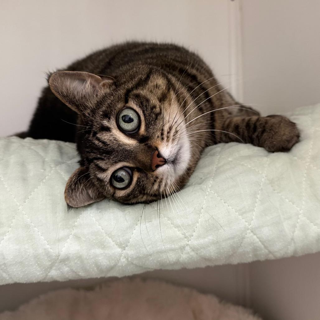 Enlarge Tinkerbell, a Adoptable Domestic Short Hair in Port Angeles, WA image 4/6