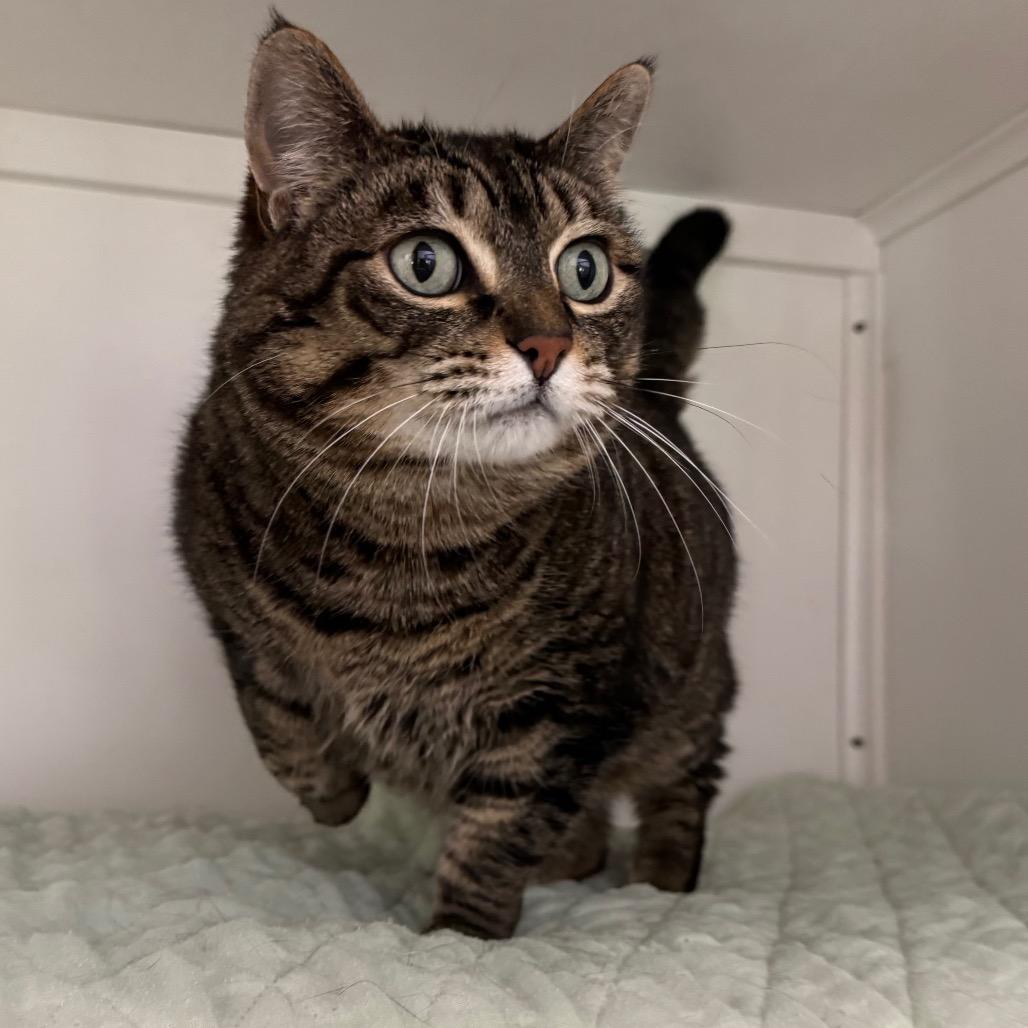 Enlarge Tinkerbell, a Adoptable Domestic Short Hair in Port Angeles, WA image 5/6