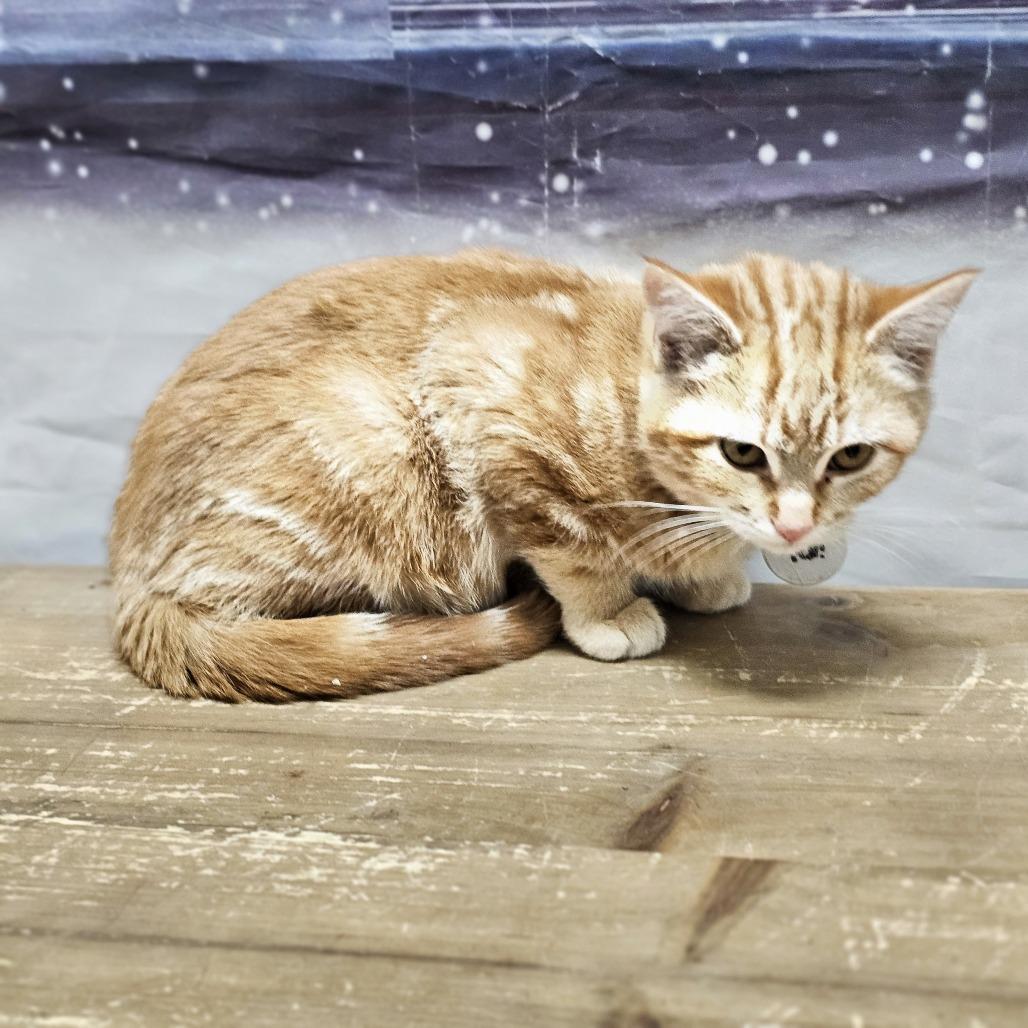 Orange, Adoptable, Kitten Male Domestic Short Hair.