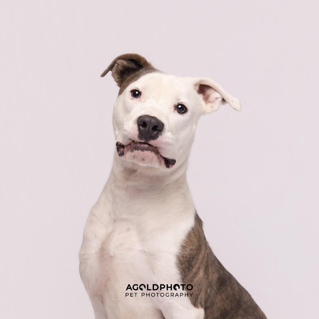 Enlarge Bluey, a Adoptable mixed breed in Tampa, FL image 1/5