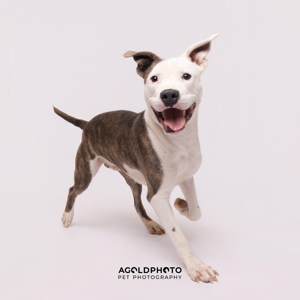 Enlarge Bluey, a Adoptable mixed breed in Tampa, FL image 2/5