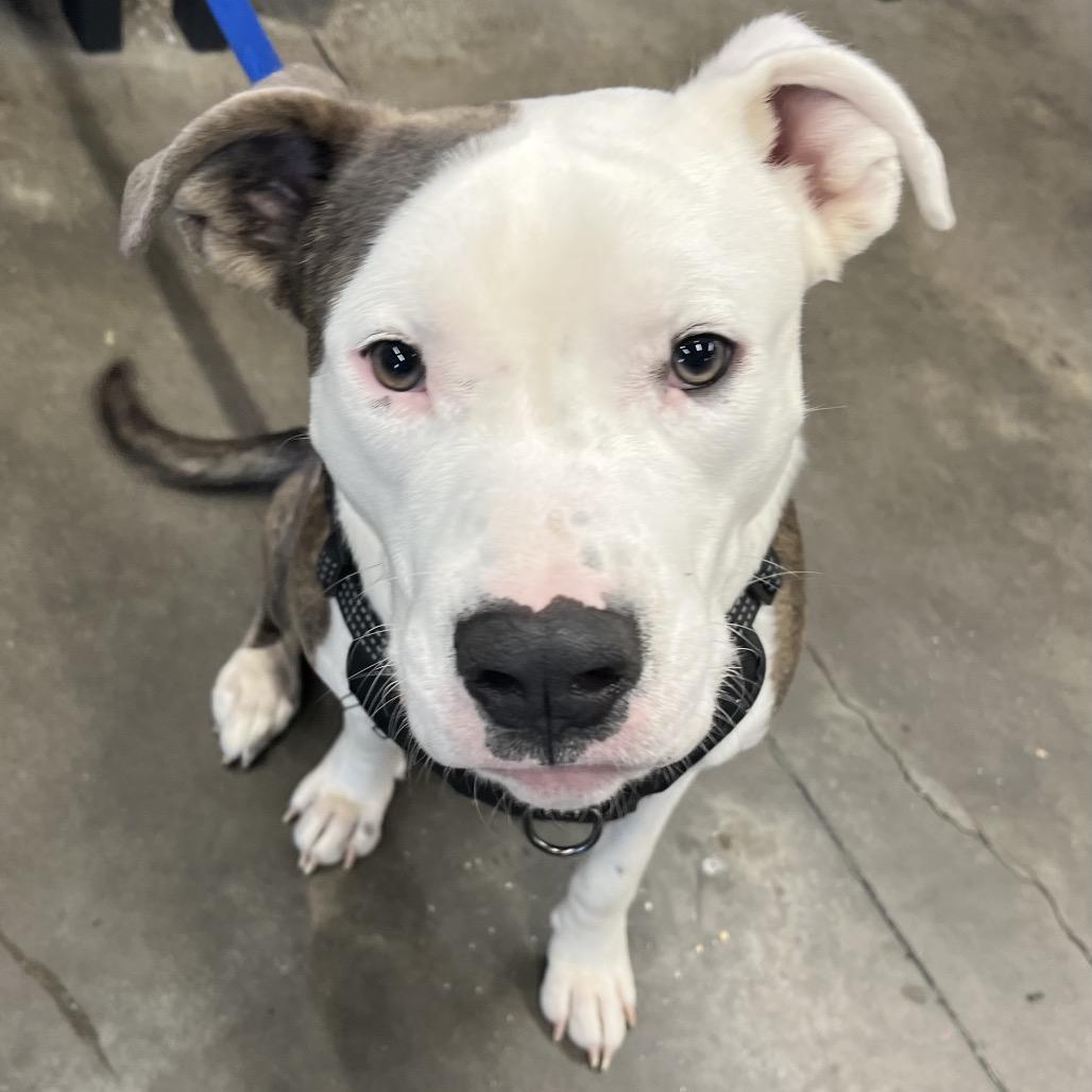 Enlarge Bluey, a Adoptable mixed breed in Tampa, FL image 1/2