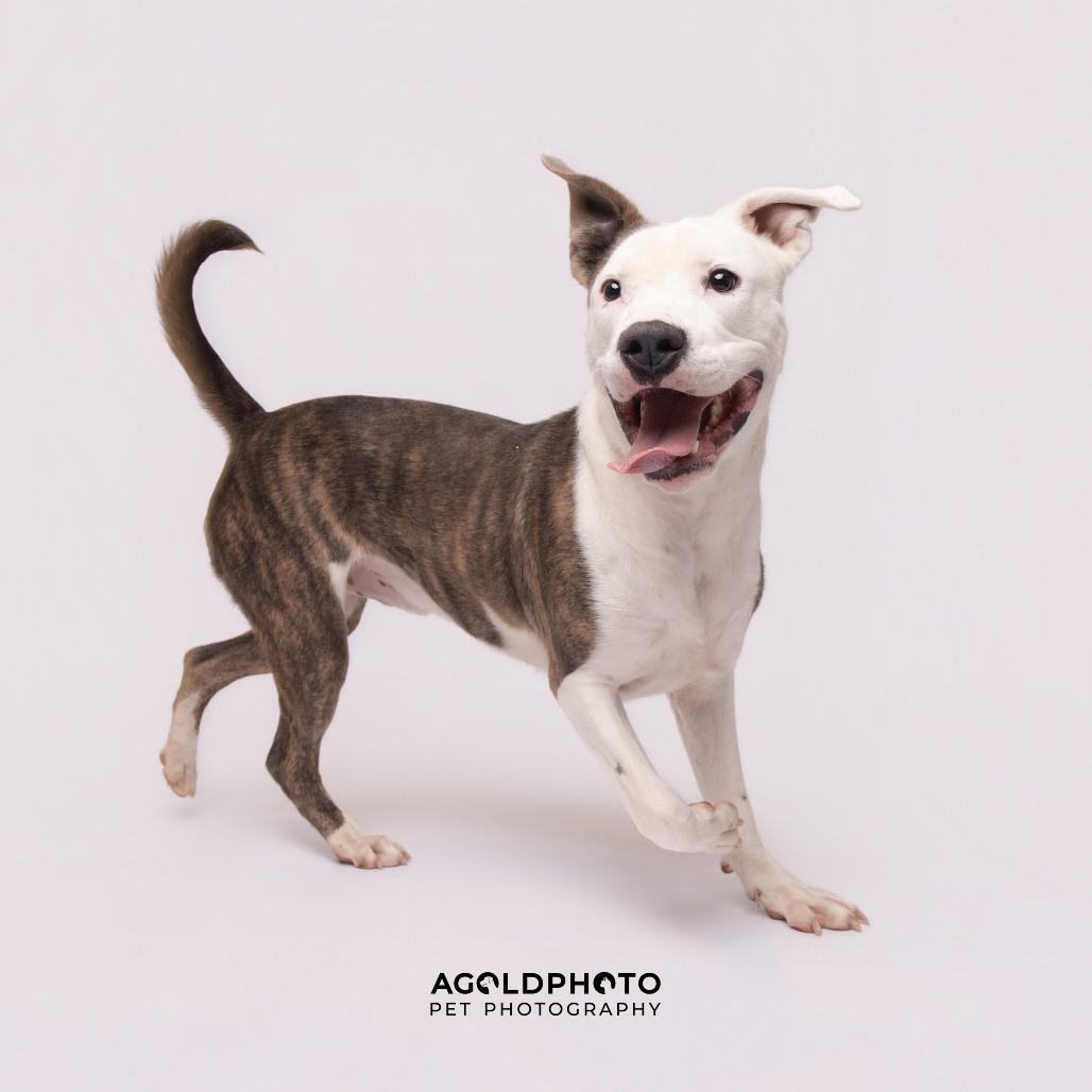 Enlarge Bluey, a Adoptable mixed breed in Tampa, FL image 4/5
