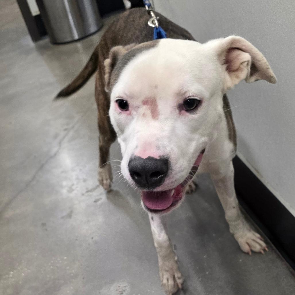 Enlarge Bluey, a Adoptable mixed breed in Tampa, FL image 2/2