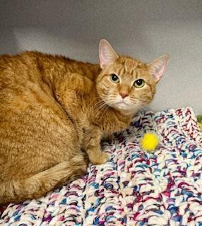 Ursula, ADOPTABLE, Adult Female Domestic Short Hair.