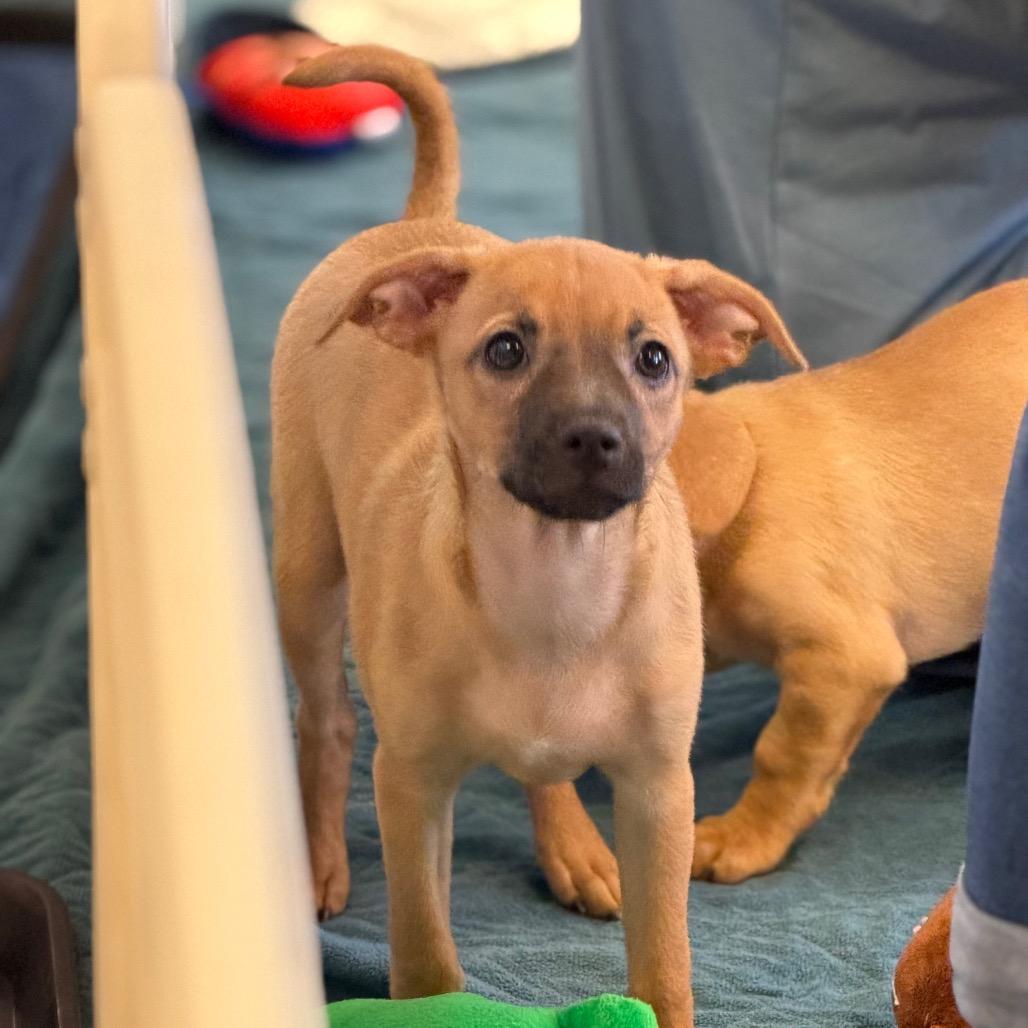 Wimpy, Adoptable, Puppy Female Chihuahua & Mixed Breed.