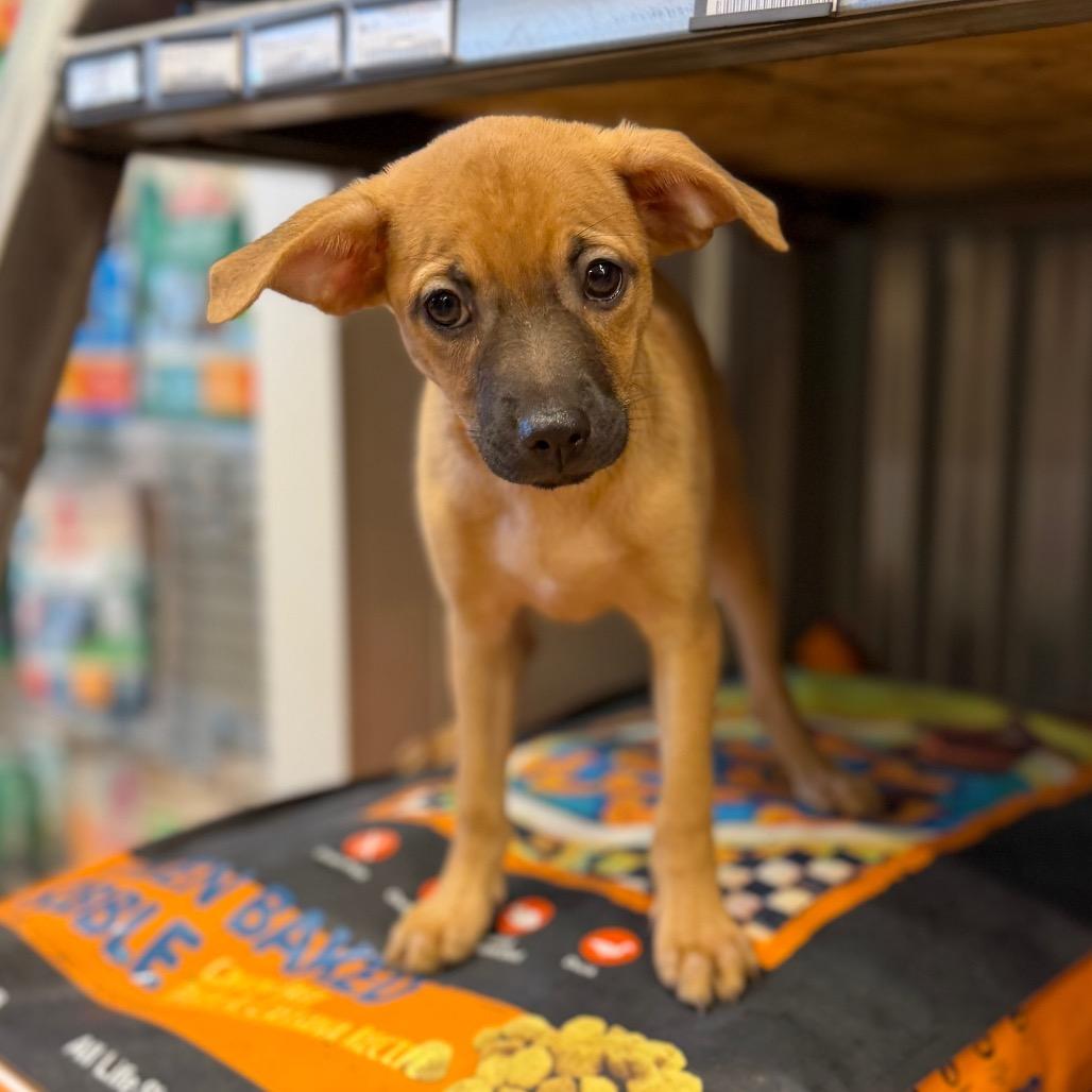 Wimpy, a Adoptable mixed breed in Sacramento, CA image 2/6