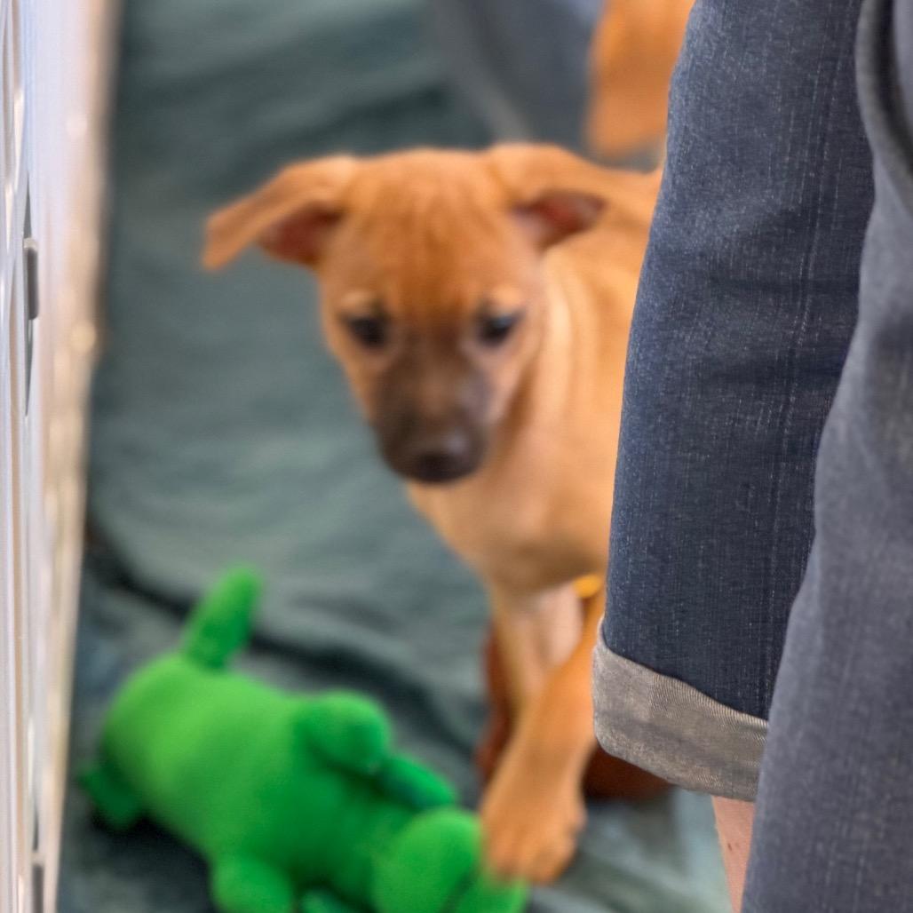 Wimpy, a Adoptable mixed breed in Sacramento, CA image 3/6