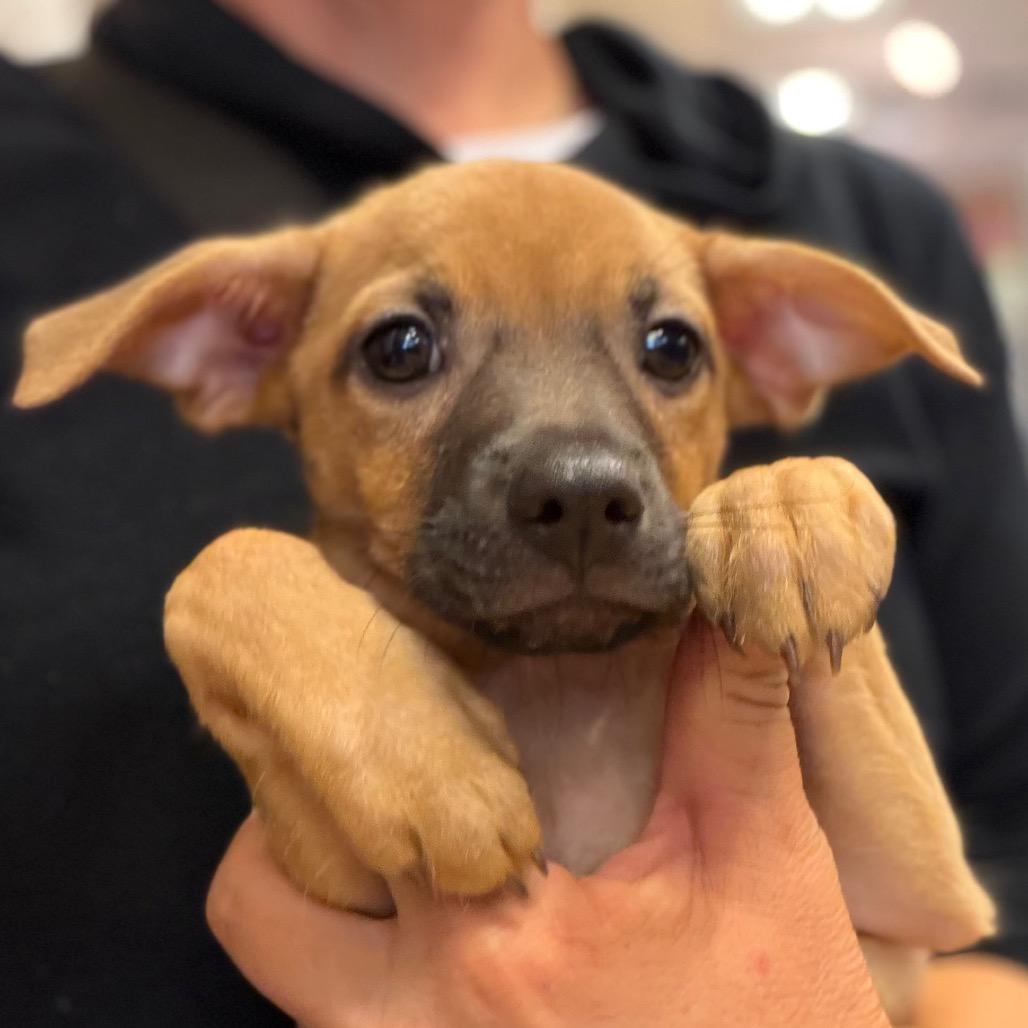 Wimpy, a Adoptable mixed breed in Sacramento, CA image 5/6