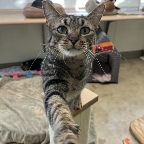 Coraline, Adoptable, Adult Female Domestic Short Hair.