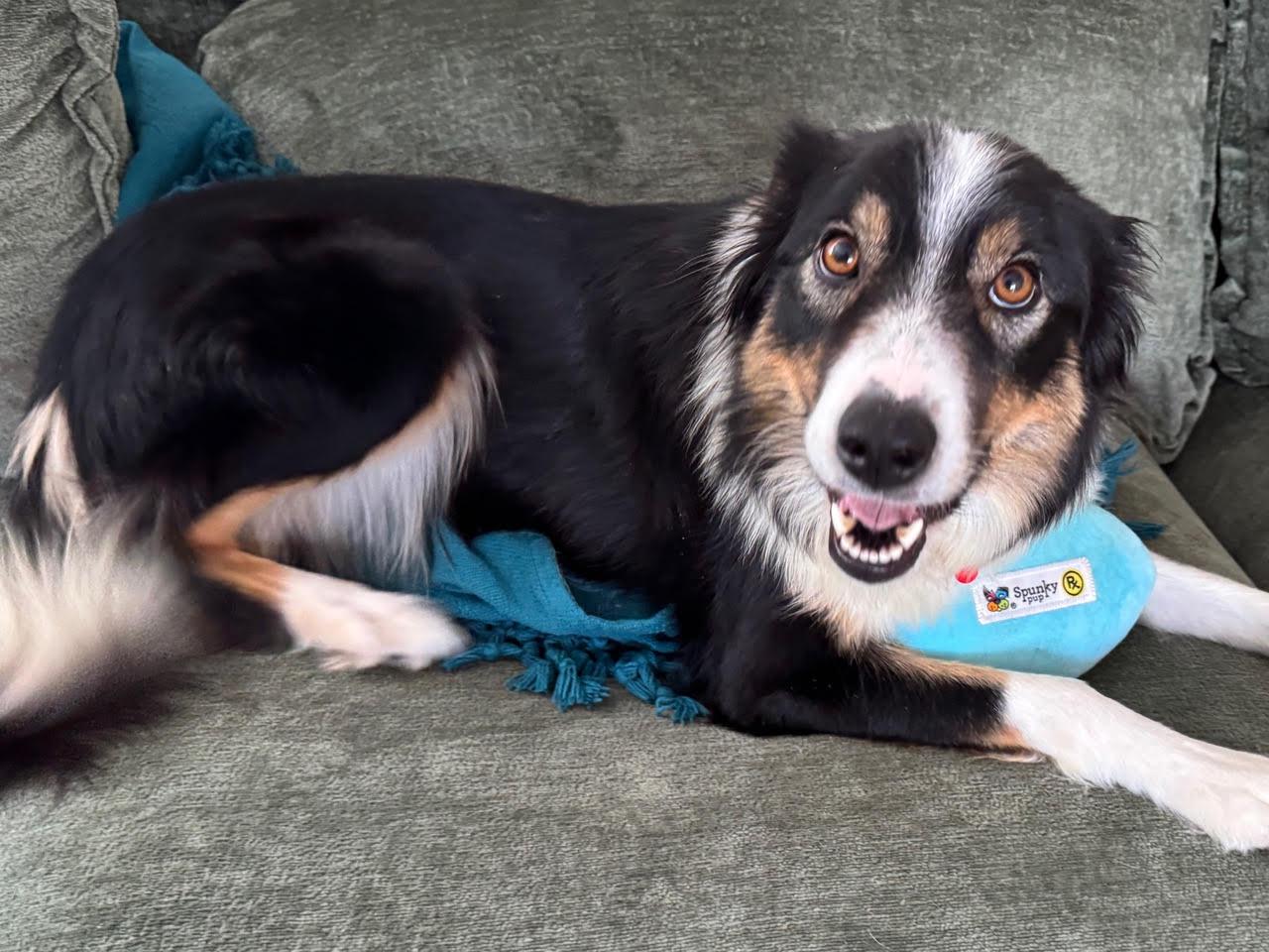 Enlarge Pip - adopted!, an adopted Border Collie in Minneapolis, MN image 5/6