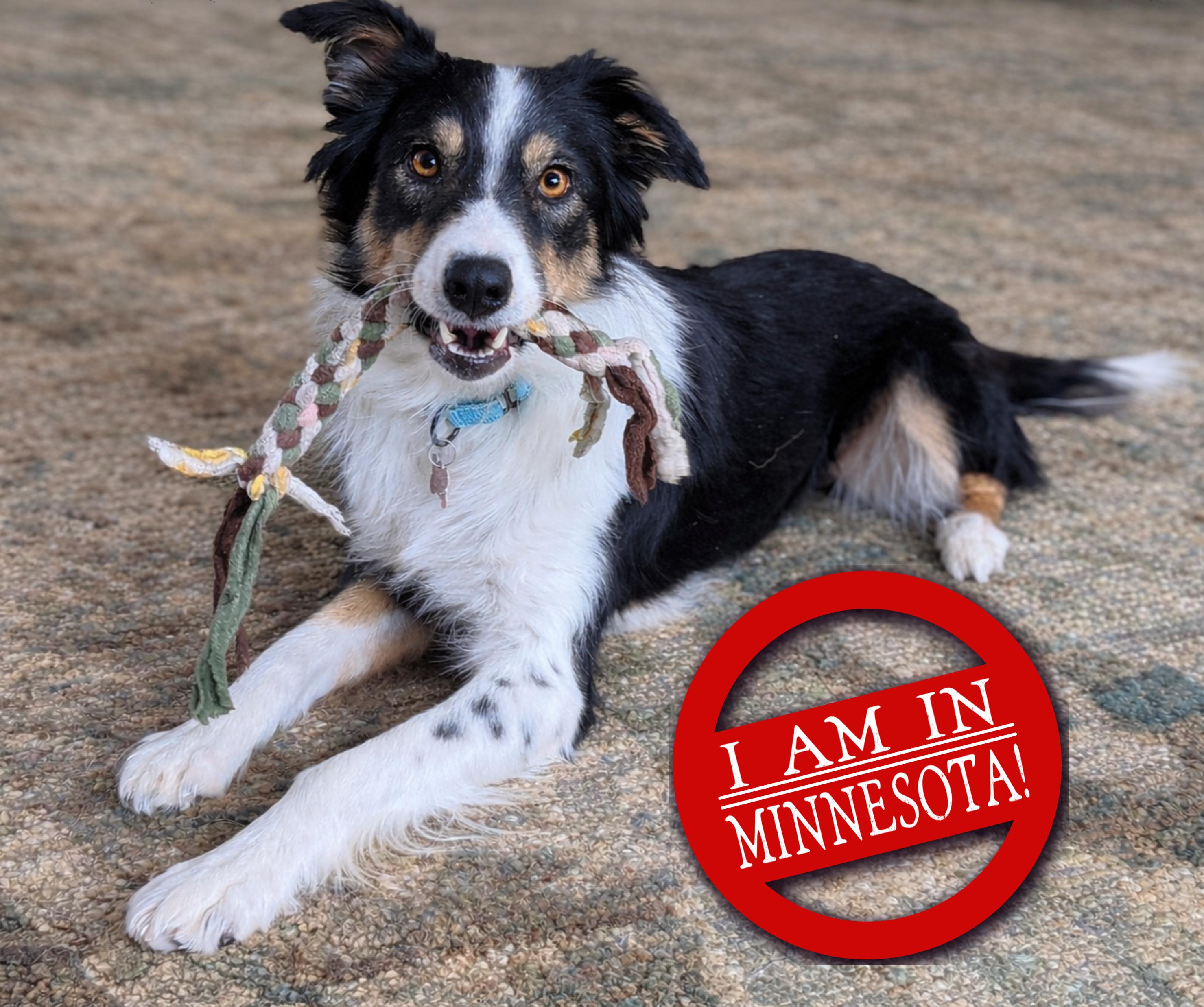 Enlarge Pip - adopted!, an adopted Border Collie in Minneapolis, MN image 2/6