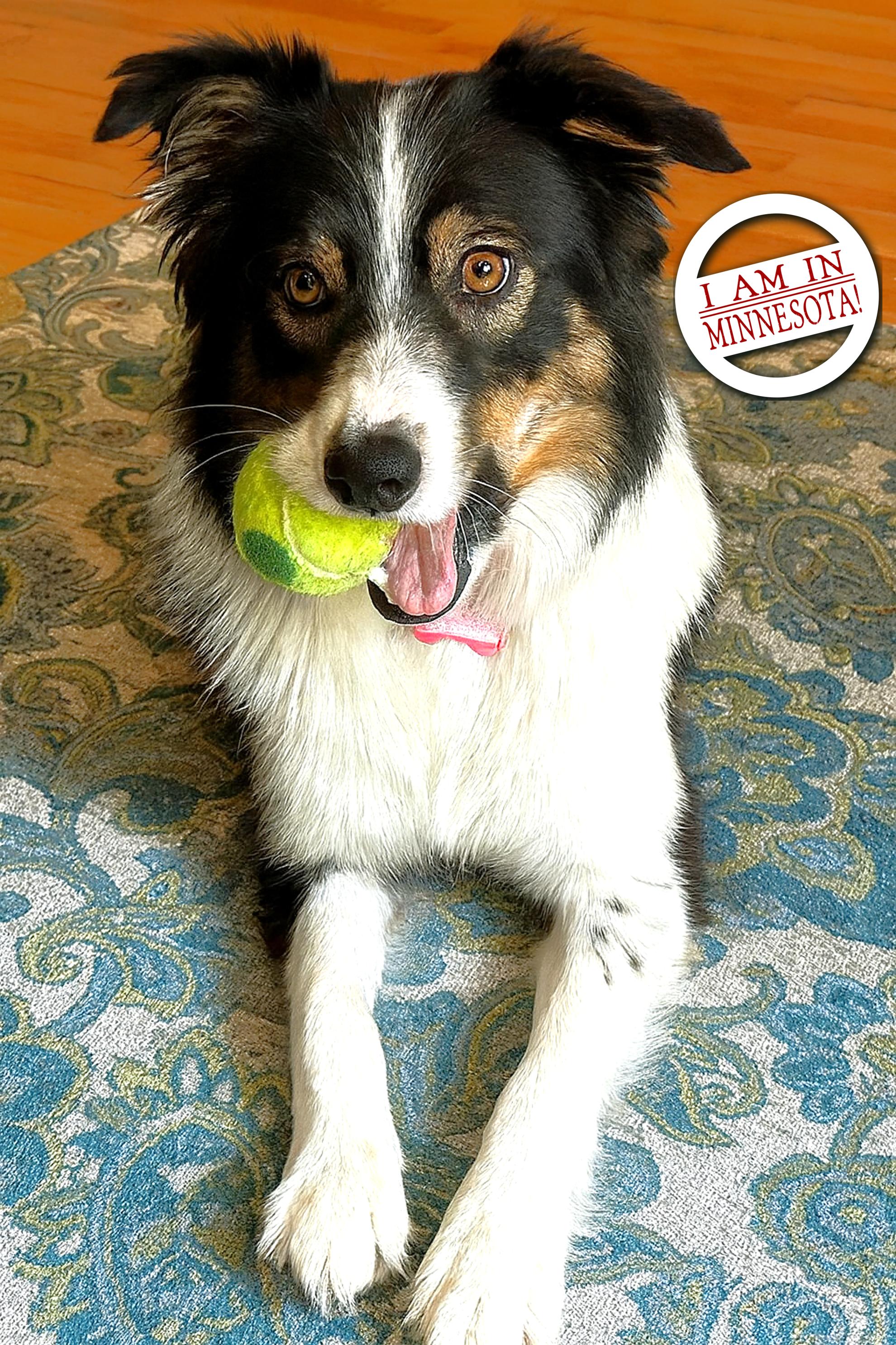 Enlarge Pip - adopted!, an adopted Border Collie in Minneapolis, MN image 3/6