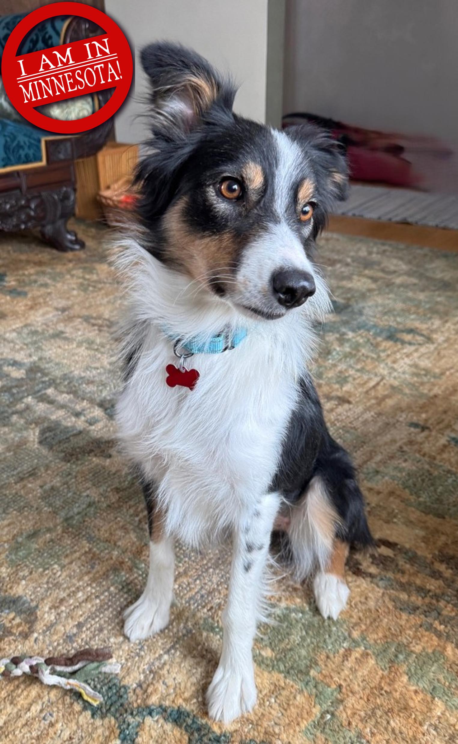 Enlarge Pip - adopted!, an adopted Border Collie in Minneapolis, MN image 1/6