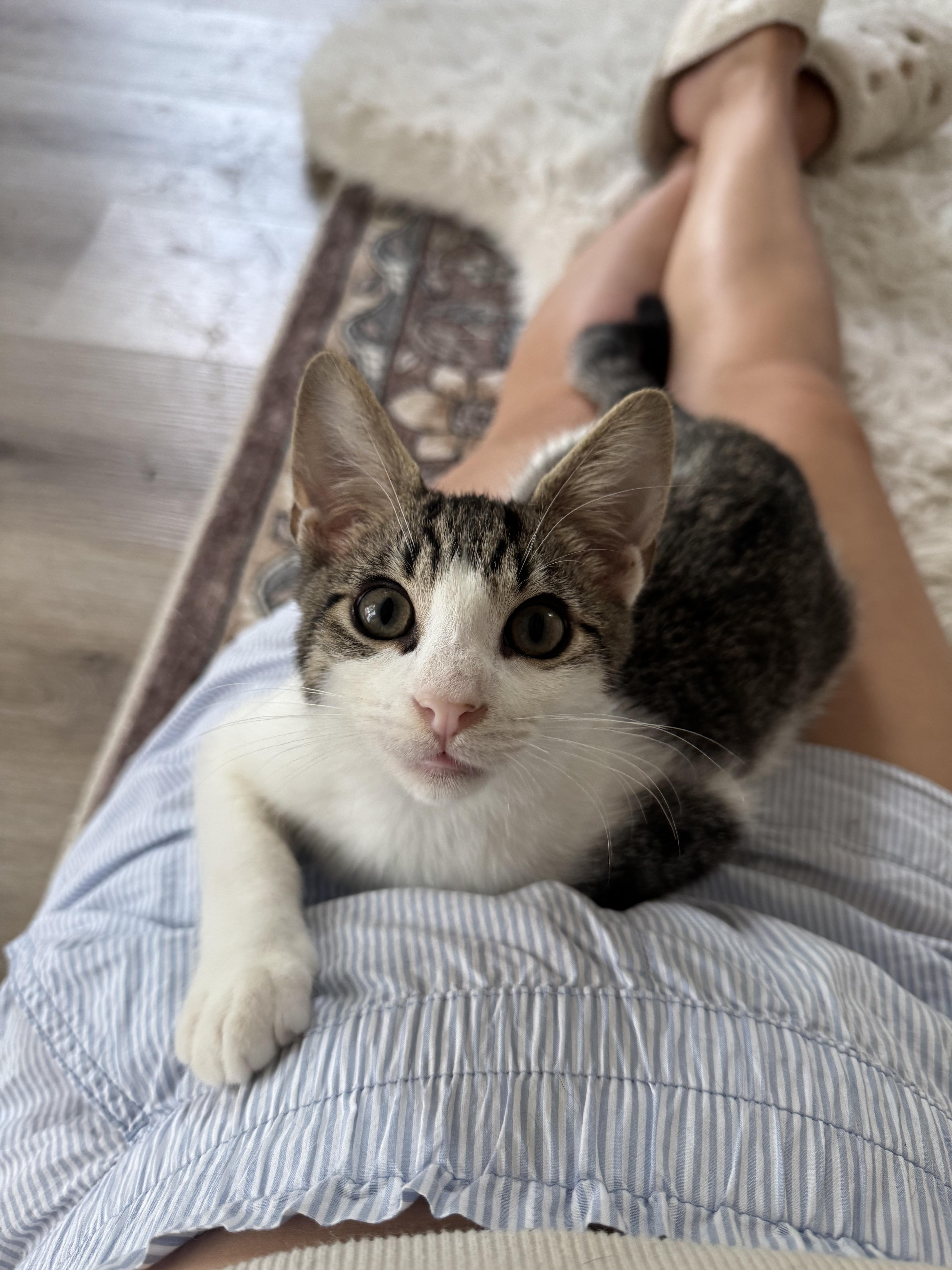 Enlarge Shrimp, a Adopted Domestic Short Hair in West Berlin, NJ image 1/6