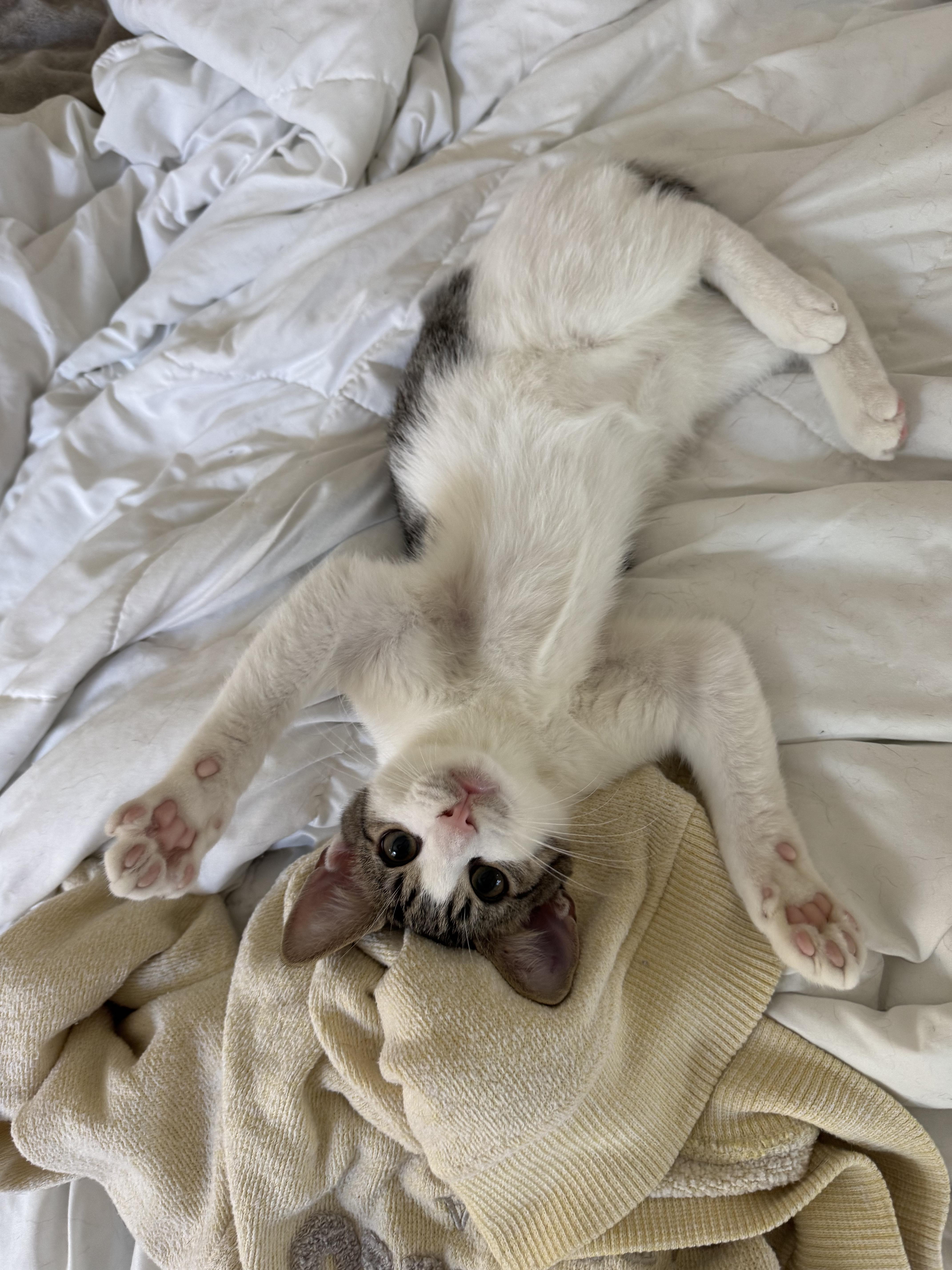 Enlarge Shrimp, a Adopted Domestic Short Hair in West Berlin, NJ image 2/6