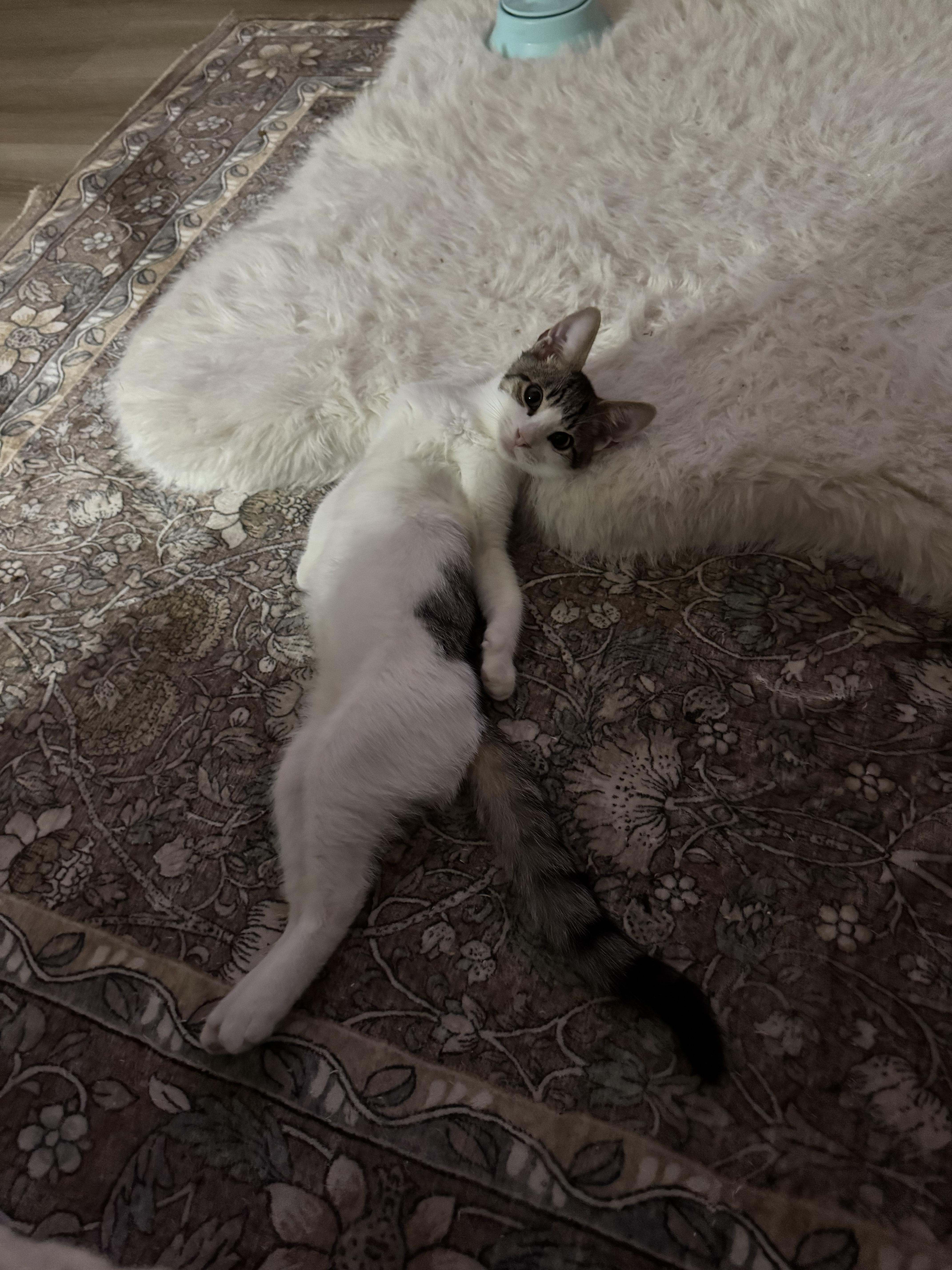 Enlarge Shrimp, a Adopted Domestic Short Hair in West Berlin, NJ image 3/6