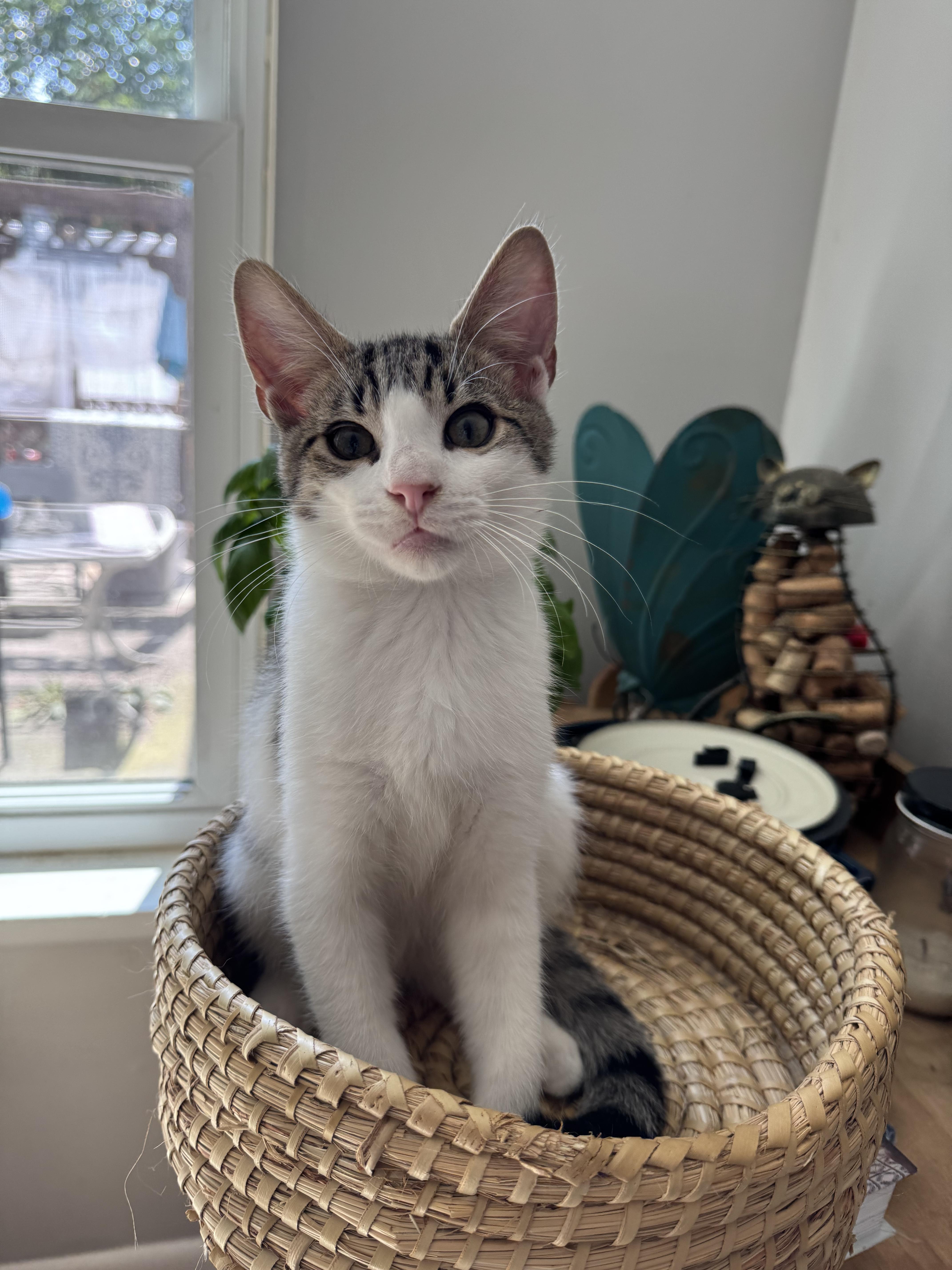 Enlarge Shrimp, a Adopted Domestic Short Hair in West Berlin, NJ image 4/6