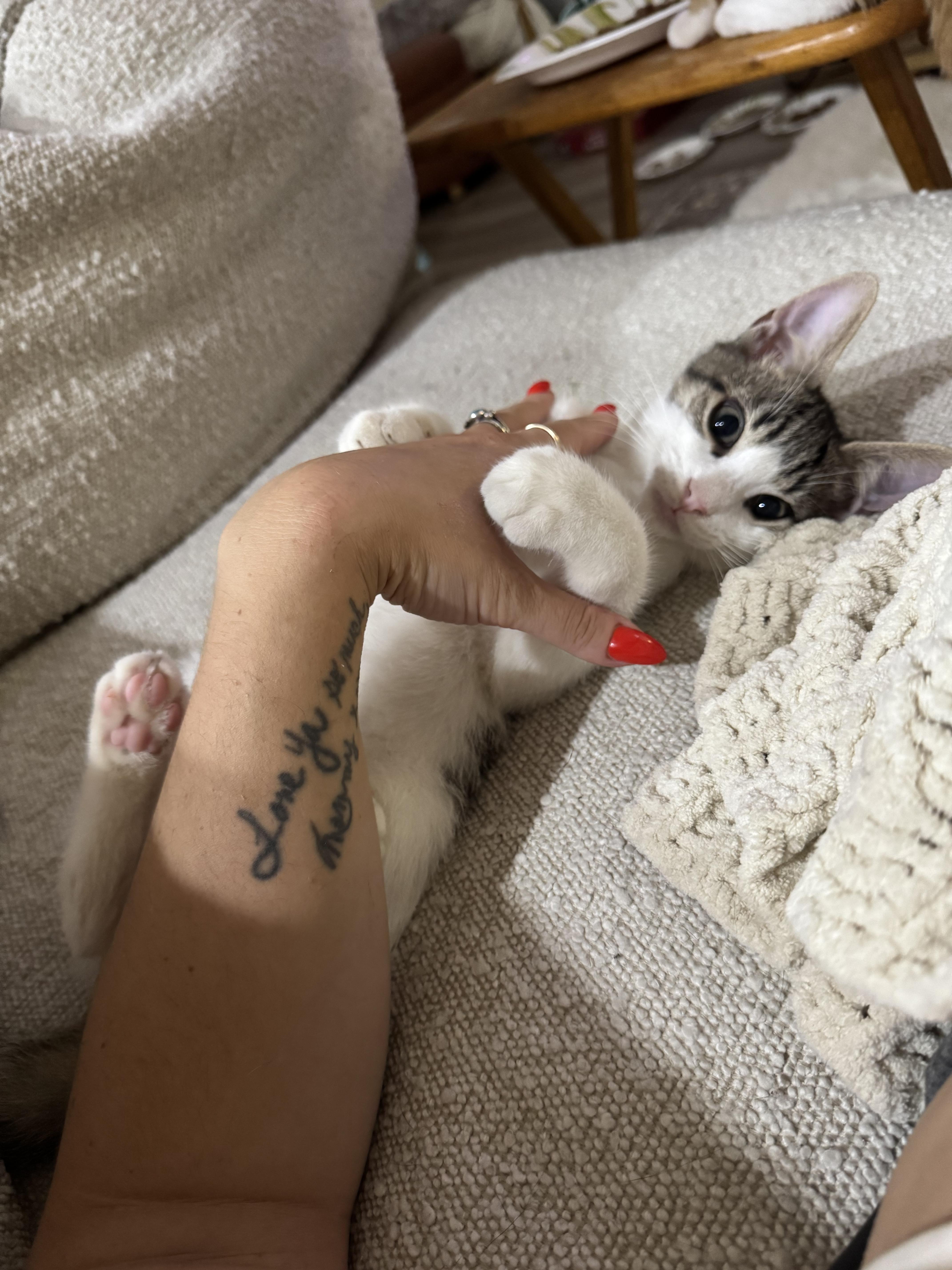 Enlarge Shrimp, a Adopted Domestic Short Hair in West Berlin, NJ image 5/6