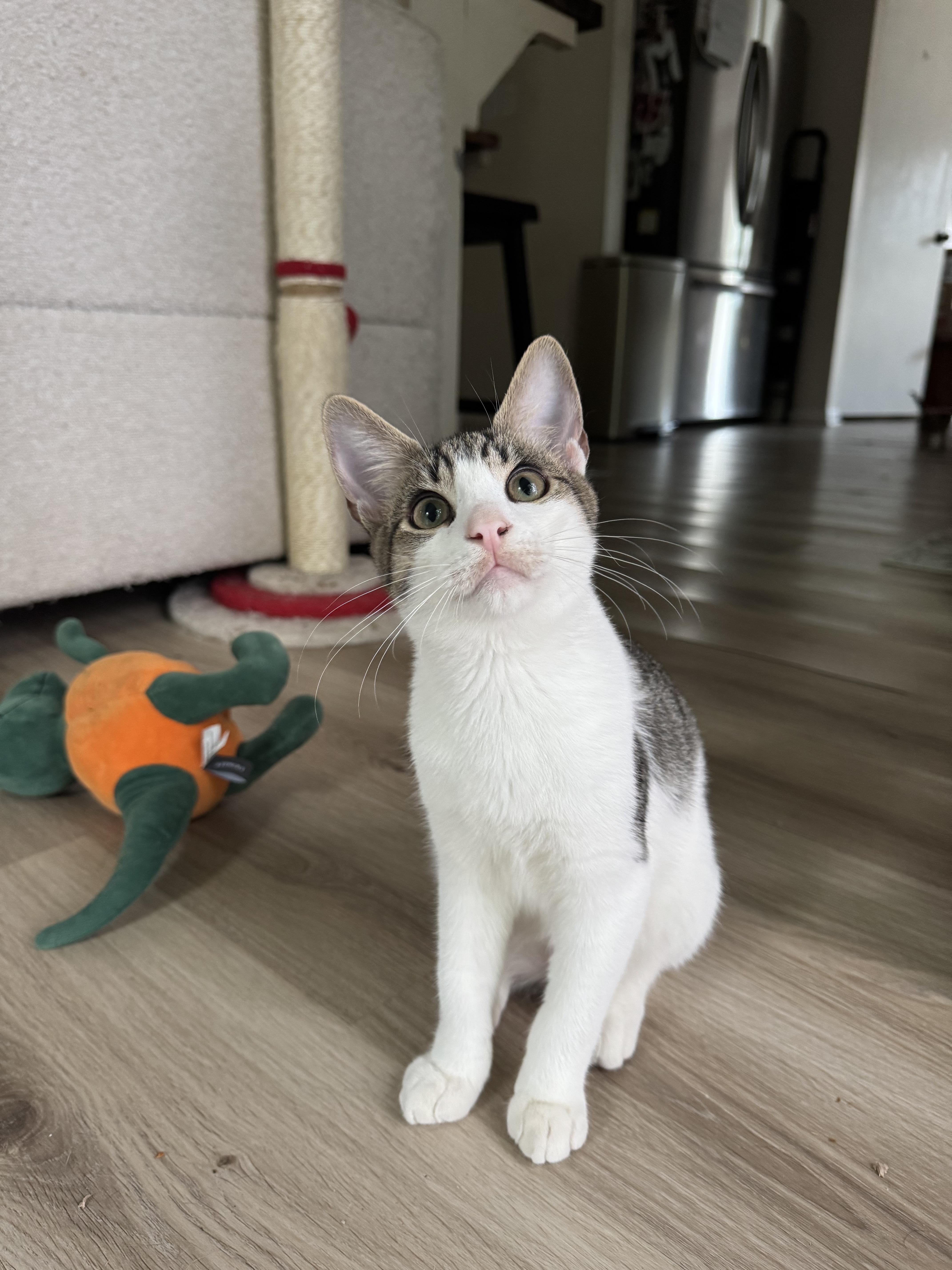 Shrimp, Adopted, Kitten Male Domestic Short Hair.