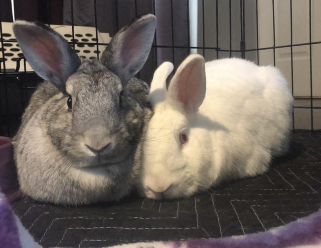 Enlarge Sugar (Snowball) / Spice (Happy), a Adoptable Florida White in Brandon, FL image 1/6