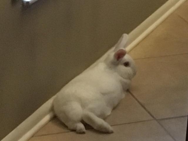 Enlarge Sugar (Snowball) / Spice (Happy), a Adoptable Florida White in Brandon, FL image 3/6