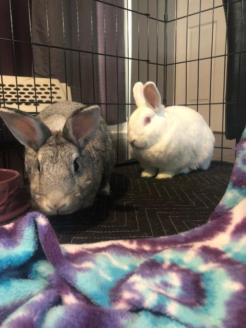 Enlarge Sugar (Snowball) / Spice (Happy), a Adoptable Florida White in Brandon, FL image 4/6