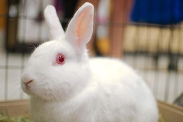 Enlarge Sugar (Snowball) / Spice (Happy), a Adoptable Florida White in Brandon, FL image 5/6