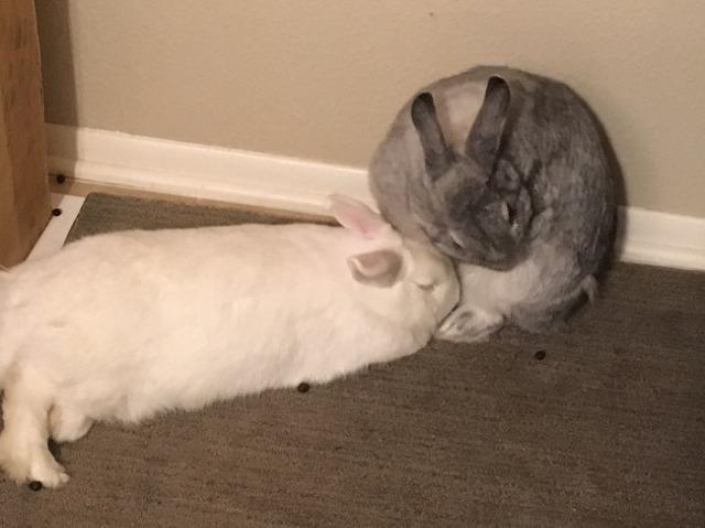Enlarge Sugar (Snowball) / Spice (Happy), a Adoptable Florida White in Brandon, FL image 6/6