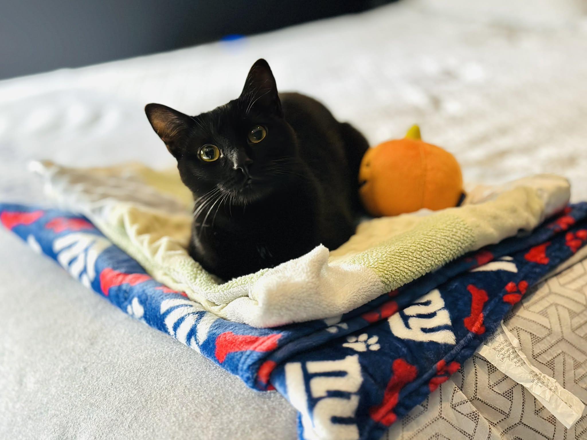 Enlarge Ethel, a Adoptable Domestic Short Hair in Verona, NJ image 1/3