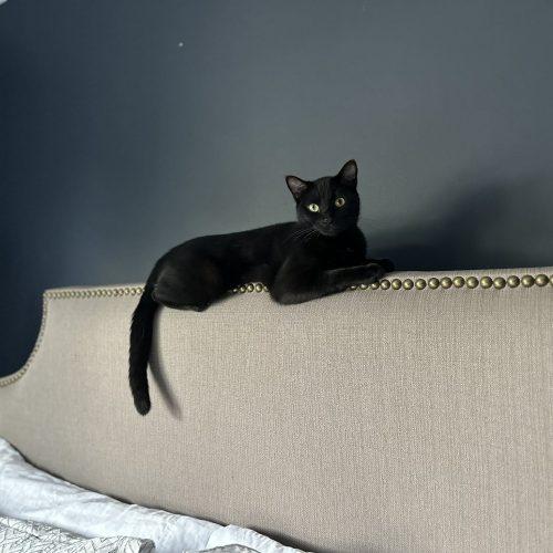 Enlarge Ethel, a Adoptable Domestic Short Hair in Verona, NJ image 2/3