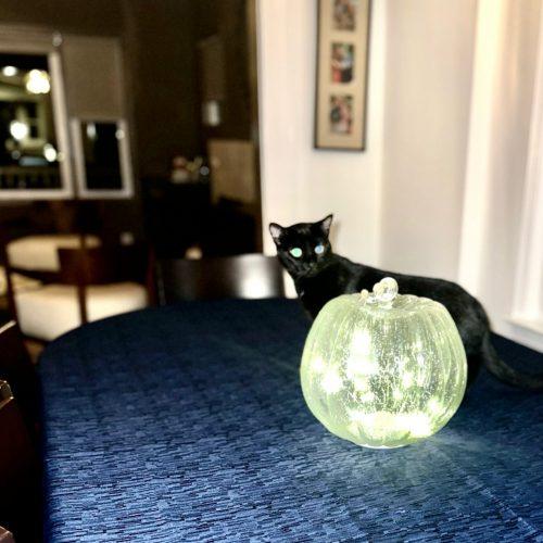 Enlarge Ethel, a Adoptable Domestic Short Hair in Verona, NJ image 3/3