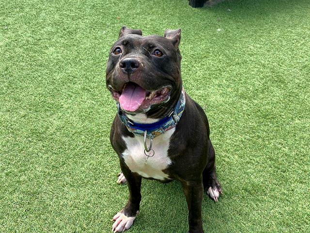 Enlarge KATHY, a Adoptable Pit Bull Terrier in Tustin, CA image 1/1
