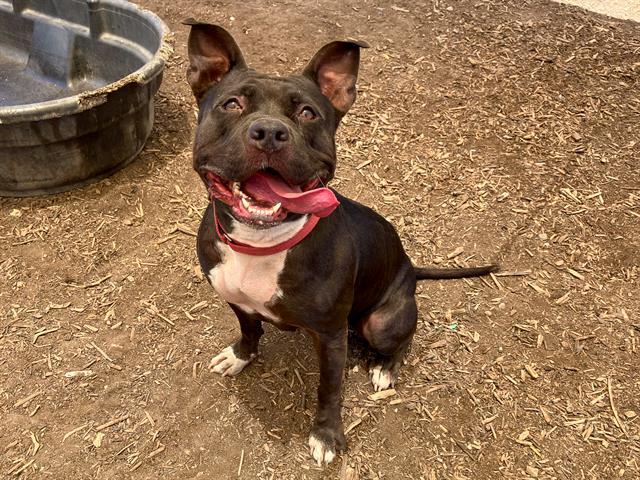 KATHY, Adoptable, Adult Female Pit Bull Terrier.