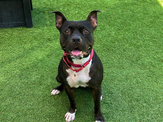 KATHY, Adoptable, Adult Female Pit Bull Terrier.