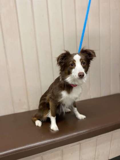 Peanut, Adoptable, Adult Female Australian Shepherd & Mixed Breed.