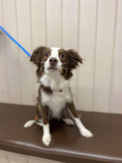 Enlarge Peanut, a Adoptable mixed breed in Fergus Falls, MN image 2/3