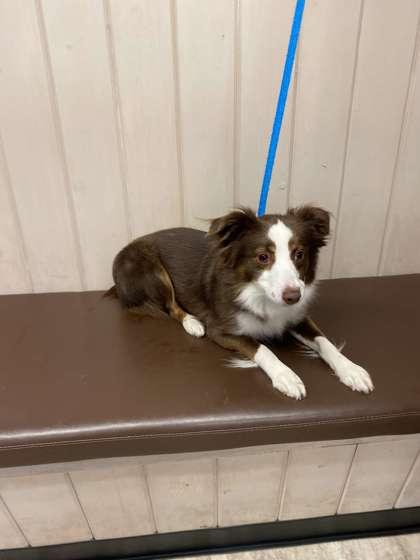 Enlarge Peanut, a Adoptable mixed breed in Fergus Falls, MN image 3/3