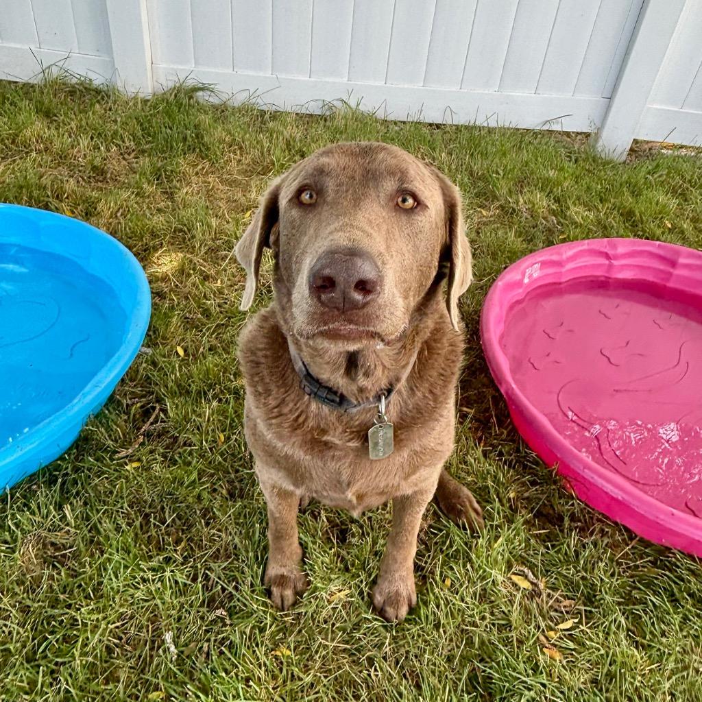 Houston, Adoptable, Adult Male Labrador Retriever.