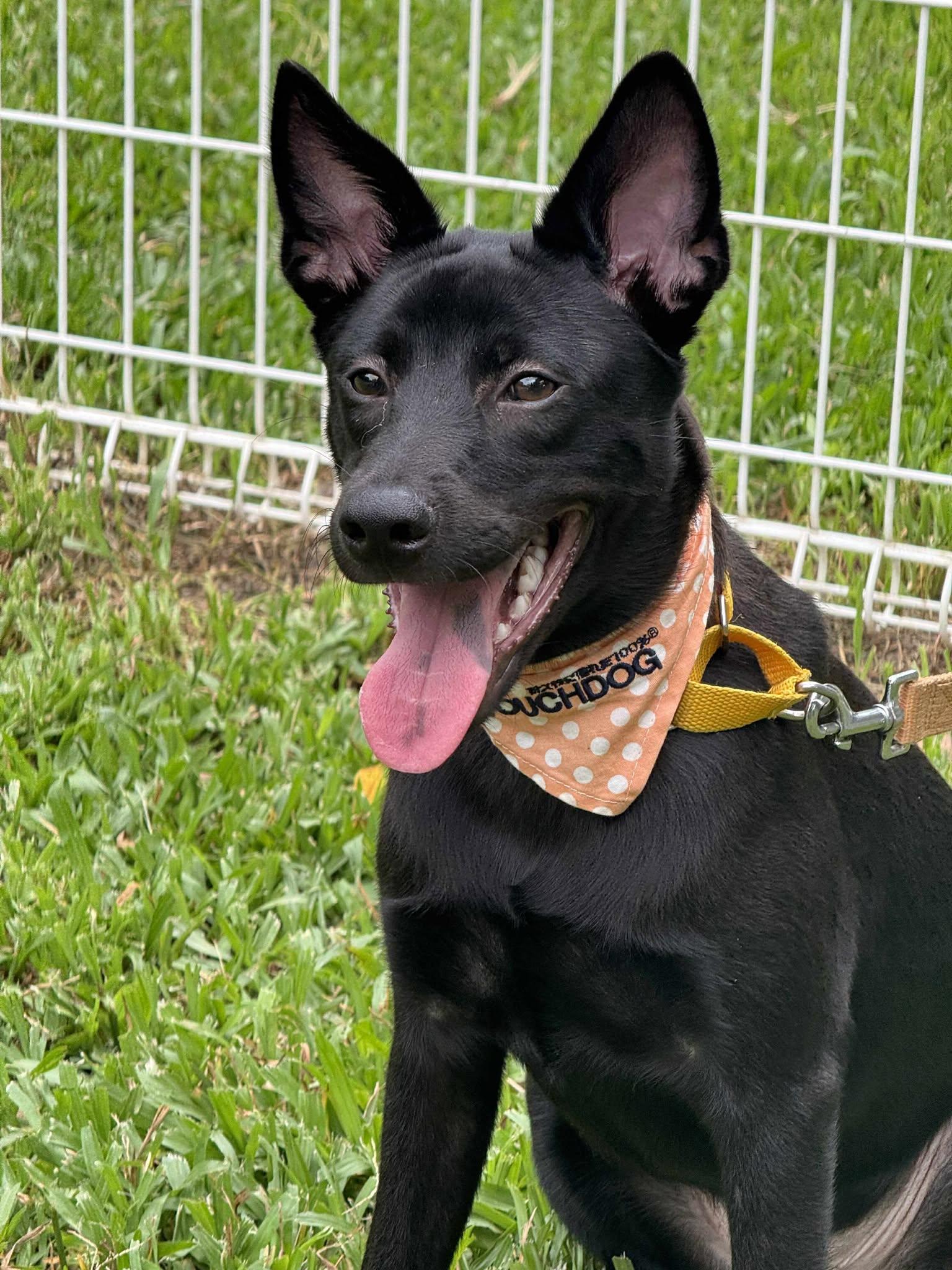 Enlarge Oliver, a Adopted mixed breed in San Mateo, CA image 3/6