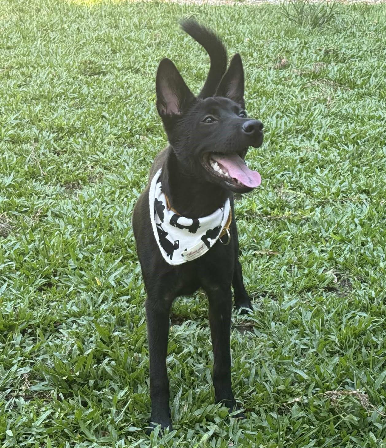 Enlarge Oliver, a Adopted mixed breed in San Mateo, CA image 1/6