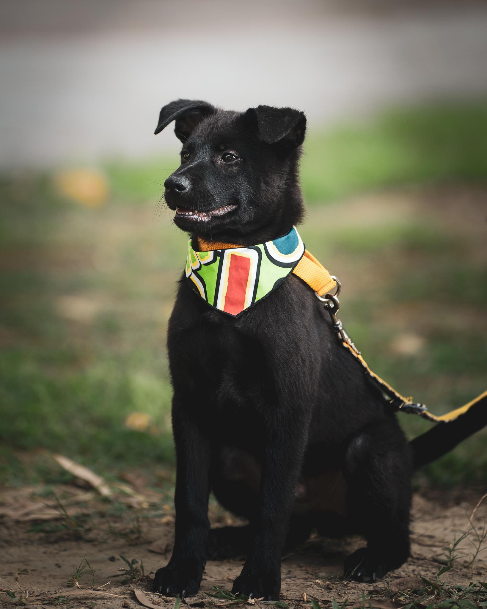 Enlarge Oliver, a Adopted mixed breed in San Mateo, CA image 4/6